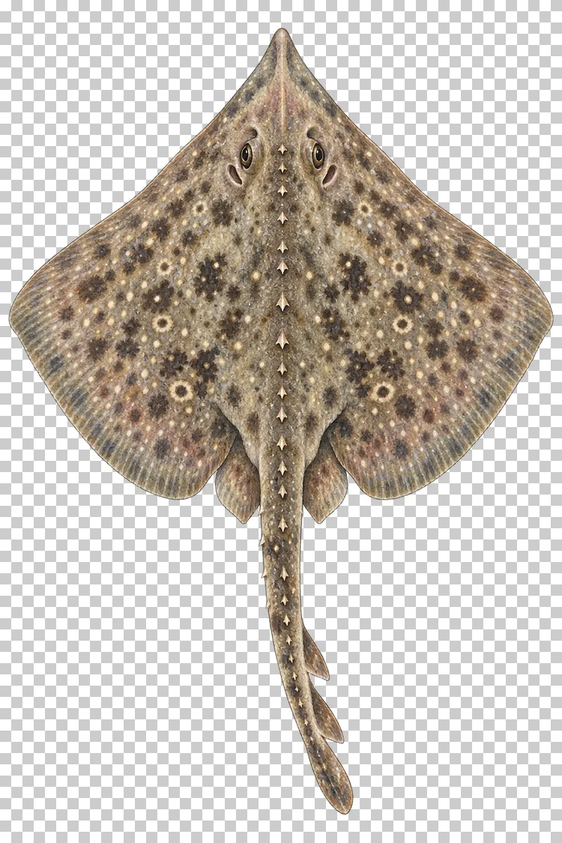 A watercolor thornback skate viewed from above with a mottled diamond-shaped disc, midline thorns, and fleshy tail.