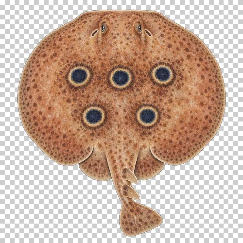 A watercolor common torpedo ray viewed from above with a rounded reddish-brown disc with five blue ocelli and a short thick tail.