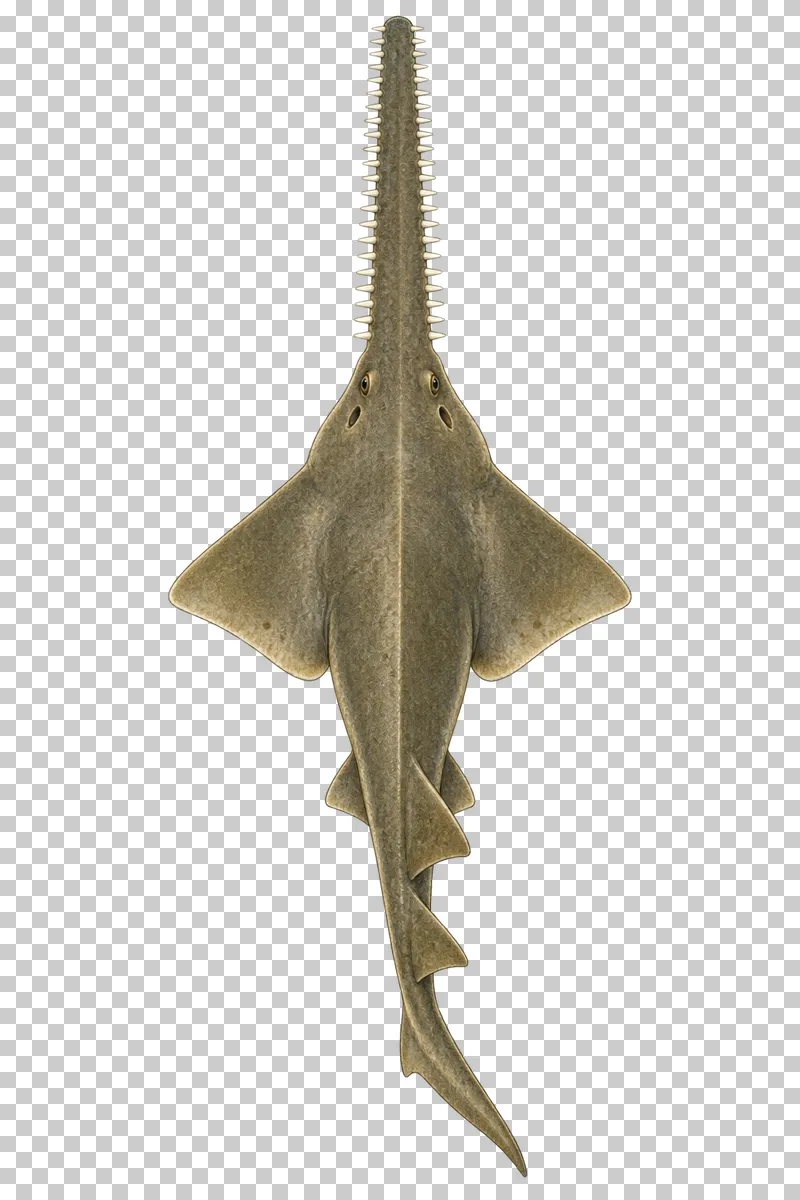 A watercolor smalltooth sawfish viewed from above with a long toothed rostrum, flattened pectoral disc, and two rear dorsal fins.