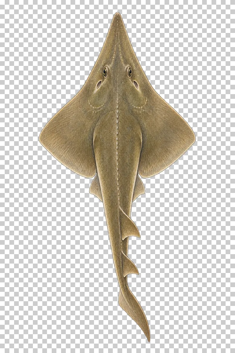 A watercolor common guitarfish viewed from above with a pointed wedge-shaped head, flattened pectoral disc, and long fleshy tail.