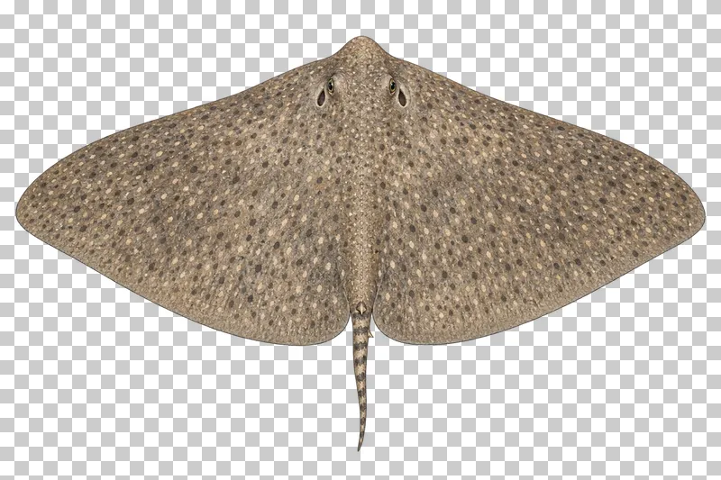 A watercolor spiny butterfly ray viewed from above with an exceptionally broad mottled disc and short thin tail.