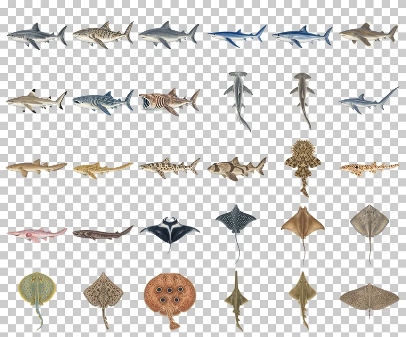Sharks and Rays Watercolor PNG Collection: all 30 elements in one grid