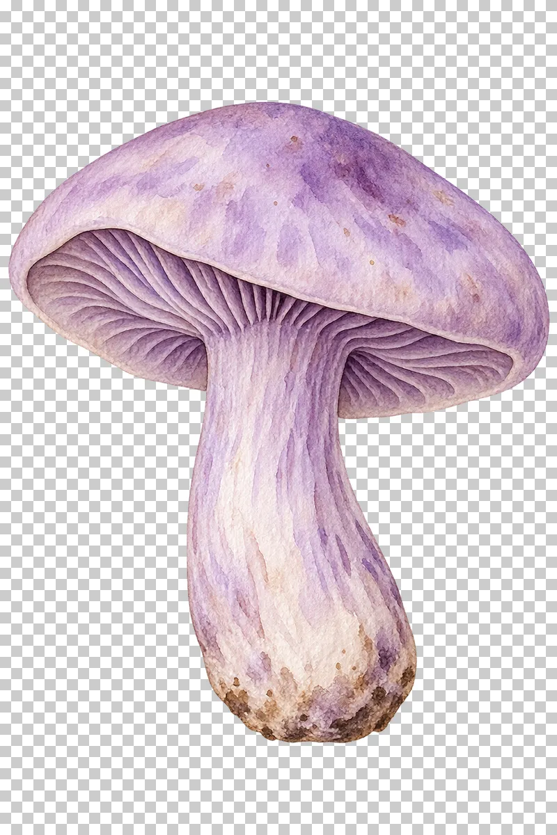 Watercolor illustration of wood blewit.