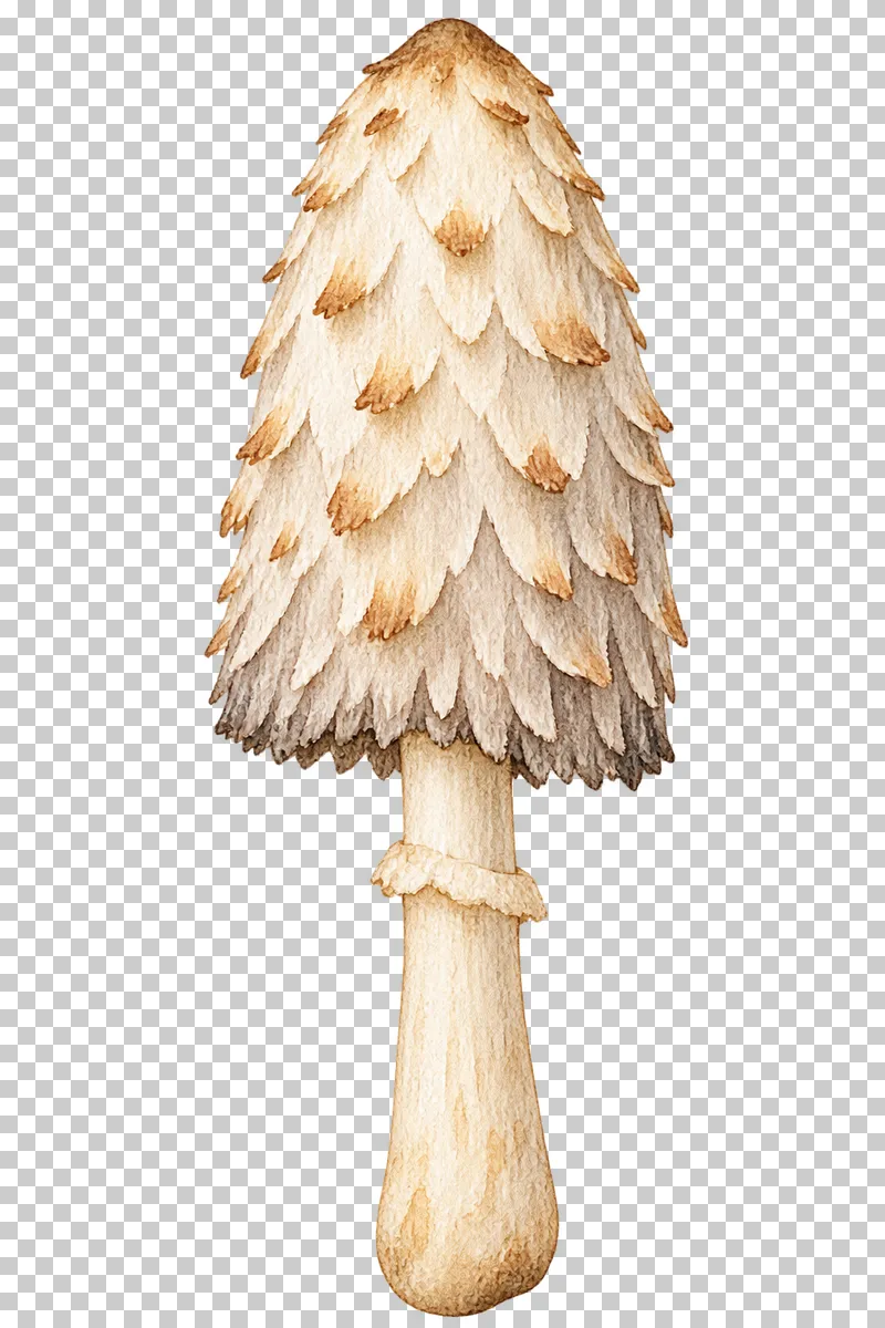 Watercolor illustration of shaggy inkcap.
