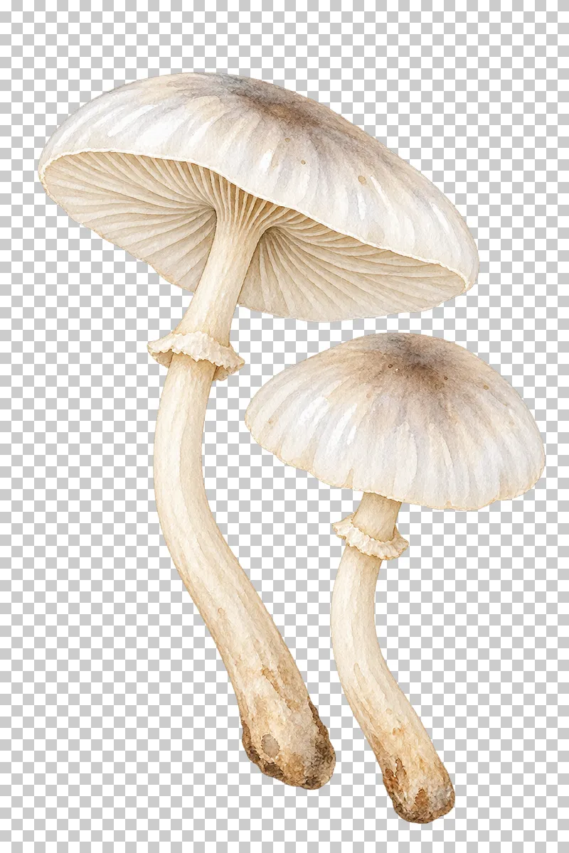 Watercolor illustration of porcelain fungus pair.