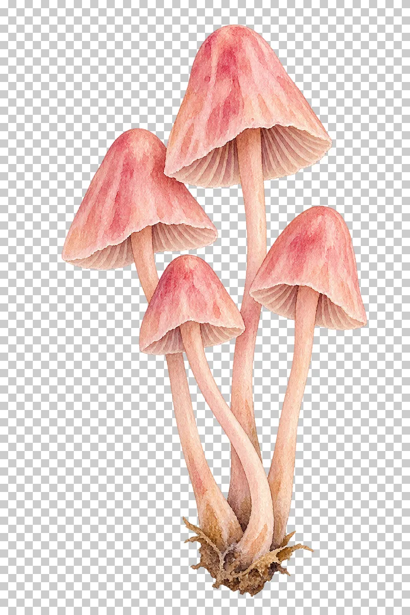 Watercolor illustration of rosy bonnet cluster.