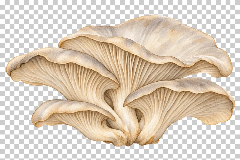 Watercolor illustration of oyster mushroom fan cluster.