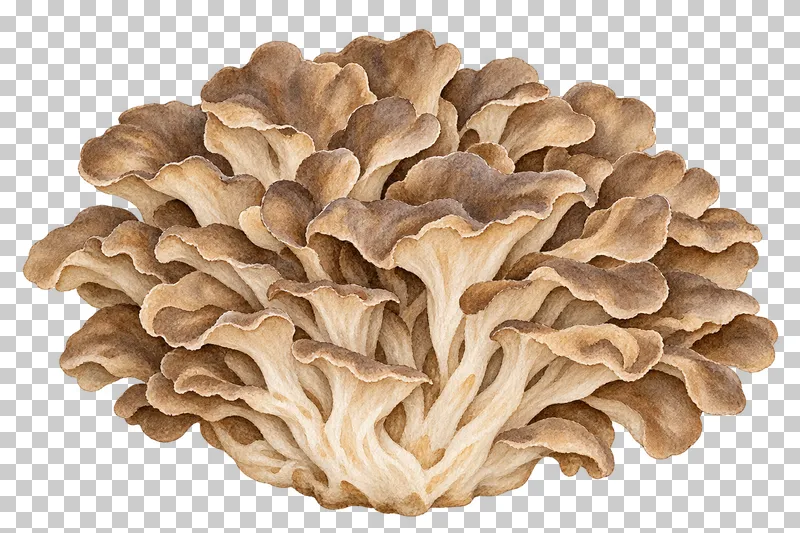 Watercolor illustration of hen of the woods.