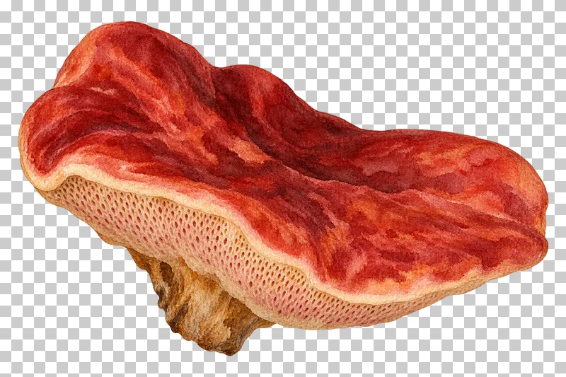 Watercolor illustration of beefsteak fungus.