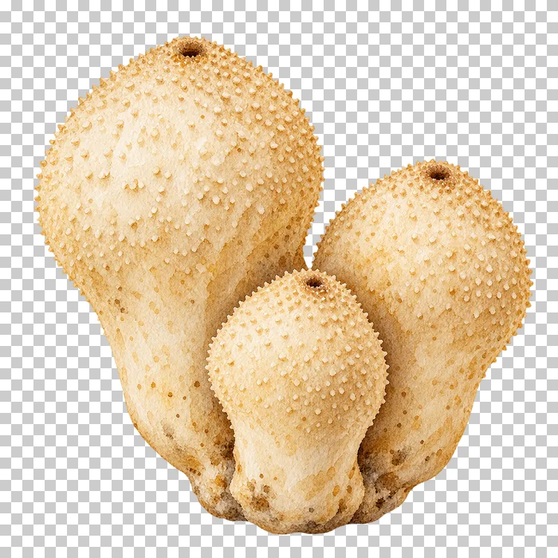 Watercolor illustration of common puffball cluster.