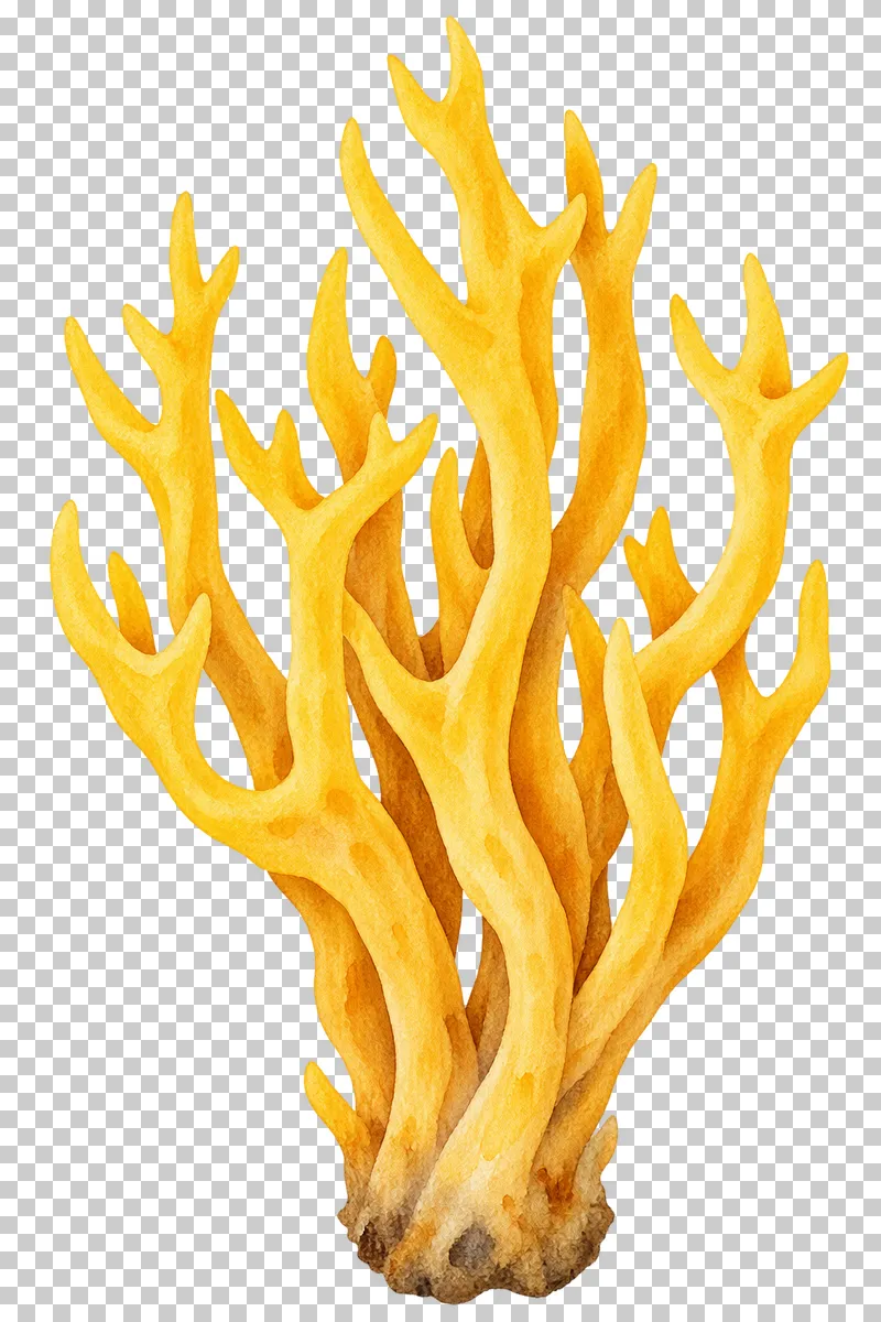 Watercolor illustration of yellow stagshorn.