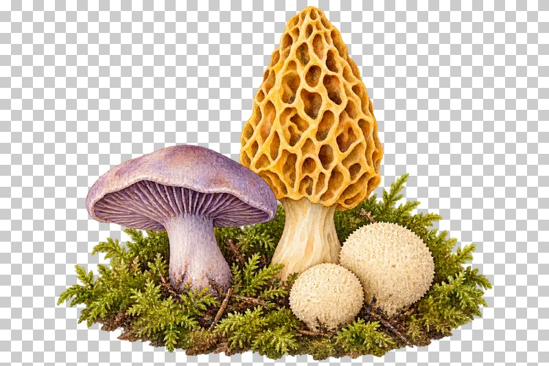 Watercolor illustration of mixed woodland vignette.