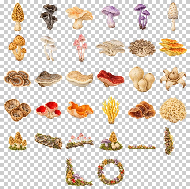 Woodland Fungi Watercolor PNG Collection: all 32 elements in one grid