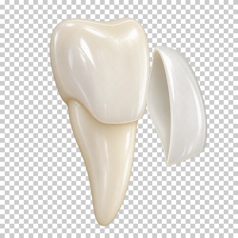Ivory incisor beside a separate thin curved veneer.