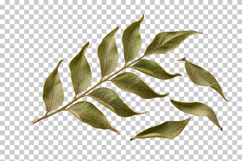 Dried curry leaves with natural dry texture, isolated on a transparent background.