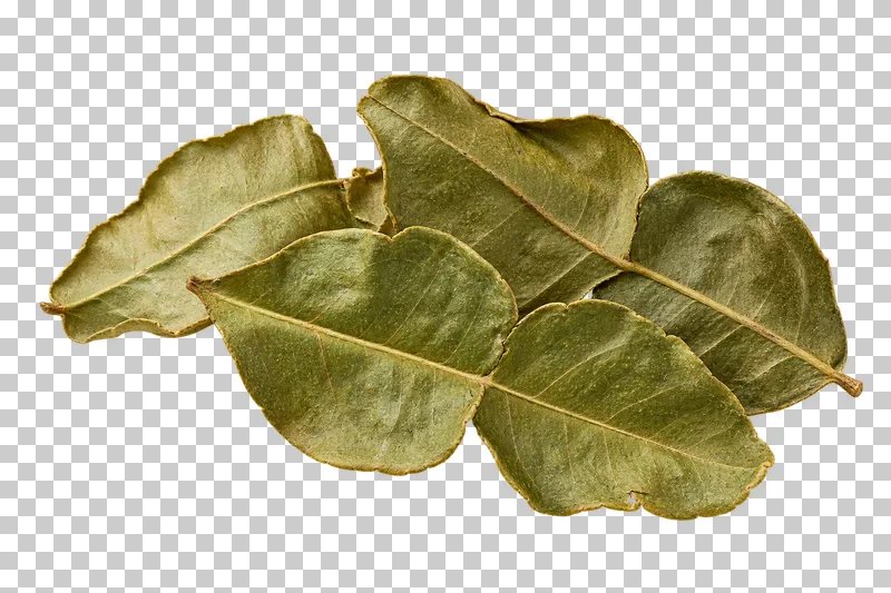 Dried makrut lime leaves with natural dry texture, isolated on a transparent background.
