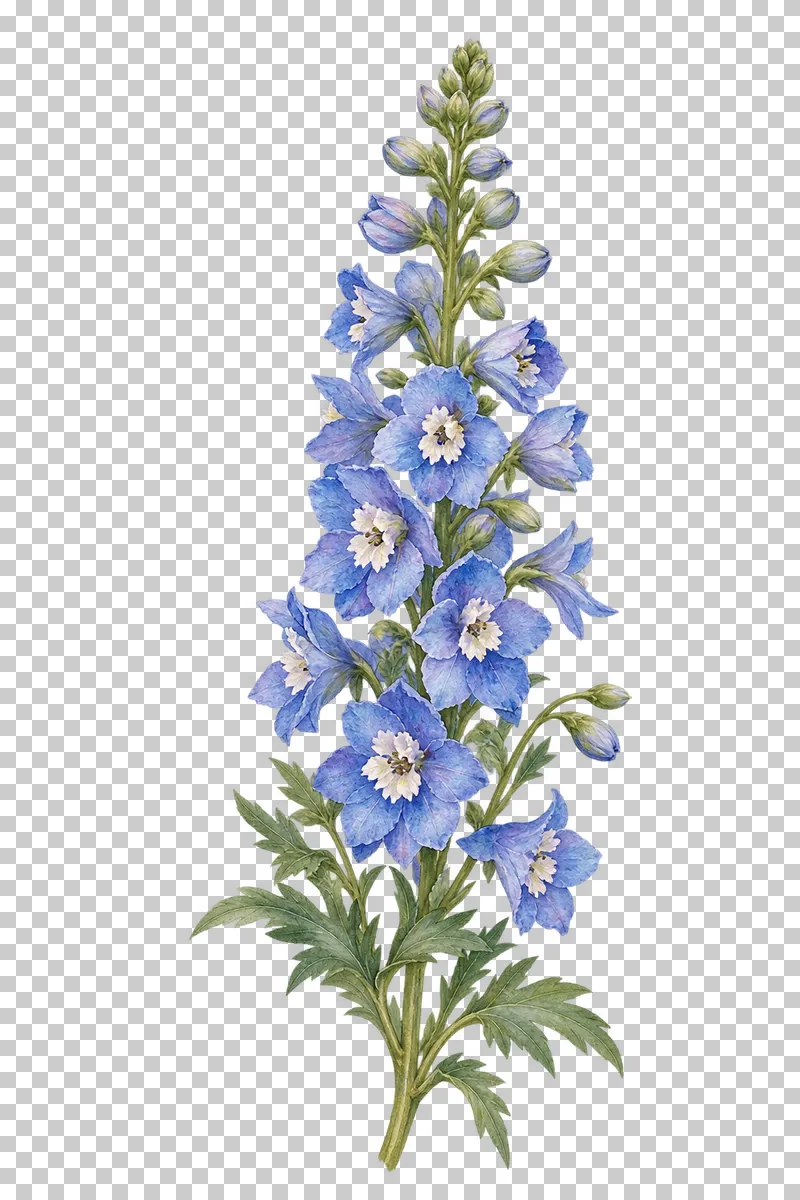 A tall blue delphinium flower spike with upper buds and green leaves.