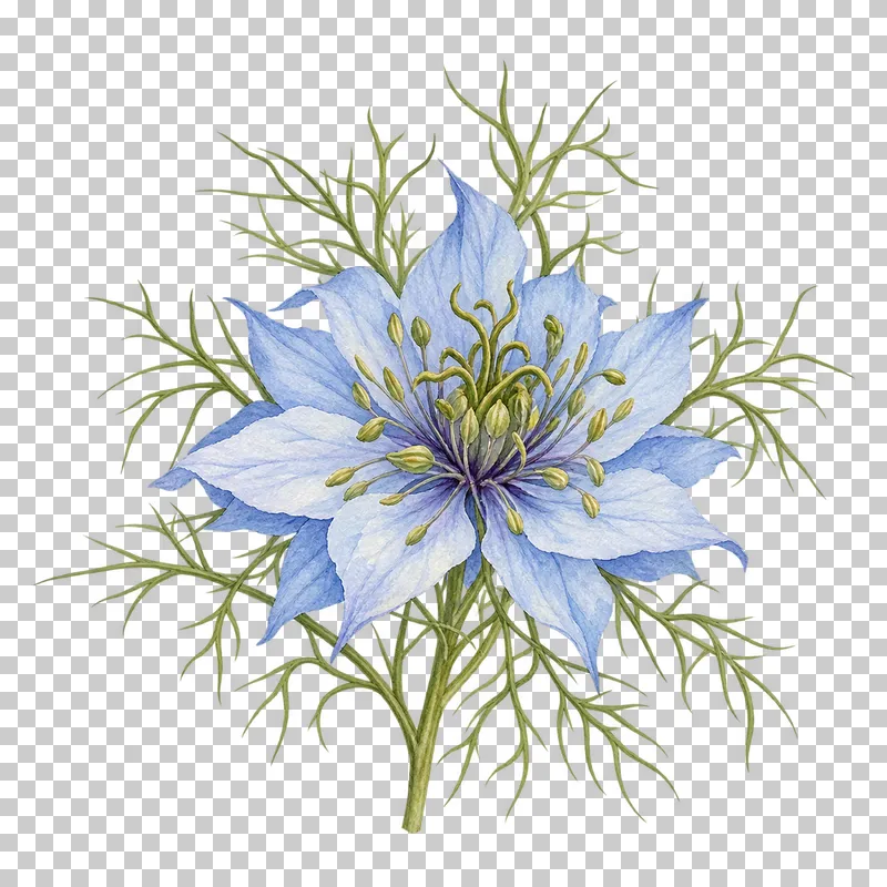 A pale-blue nigella bloom surrounded by fine threadlike green bracts.