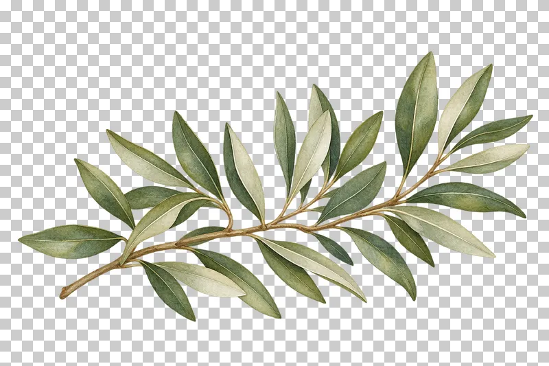 A horizontal olive branch with narrow green leaves and pale leaf undersides.