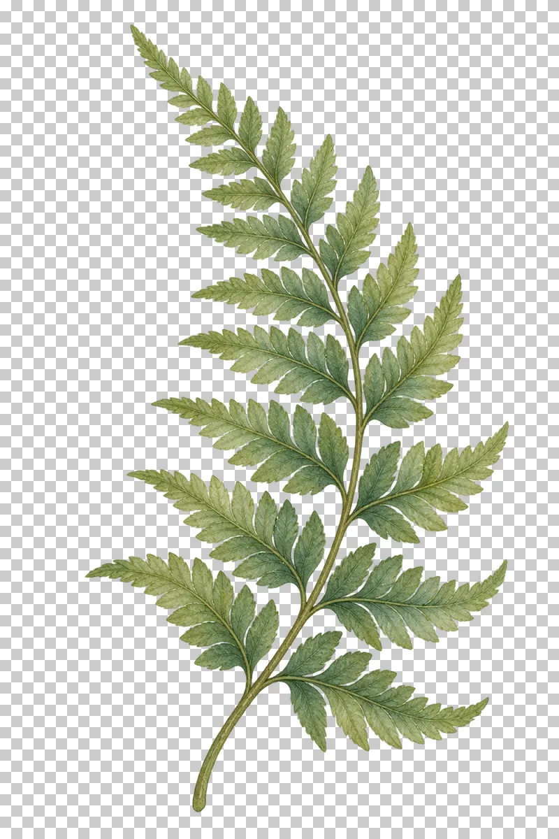 A tapering green fern frond with divided leaflets and a curved stem.