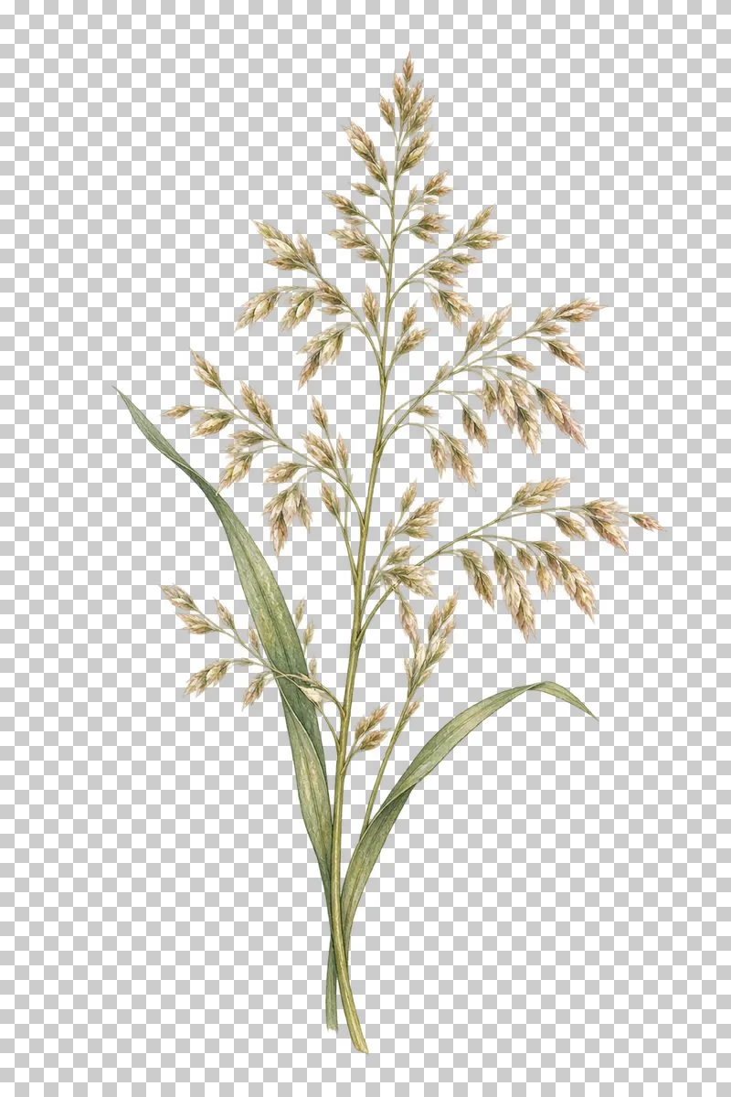 An airy meadow grass seed panicle with two slender green blades.