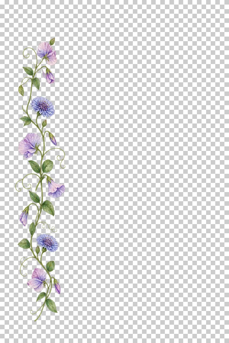 A slender climbing sweet pea vine with small scabiosa flowers along the left side.