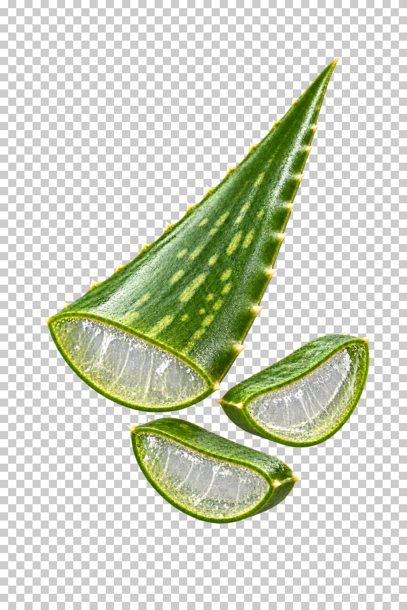 A serrated green aloe leaf section and two separate cross-sections showing wet gel interiors.