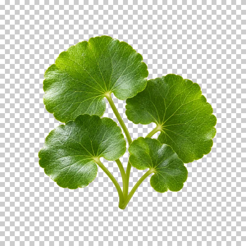 Four scalloped green centella leaves with radiating veins and slender petioles.