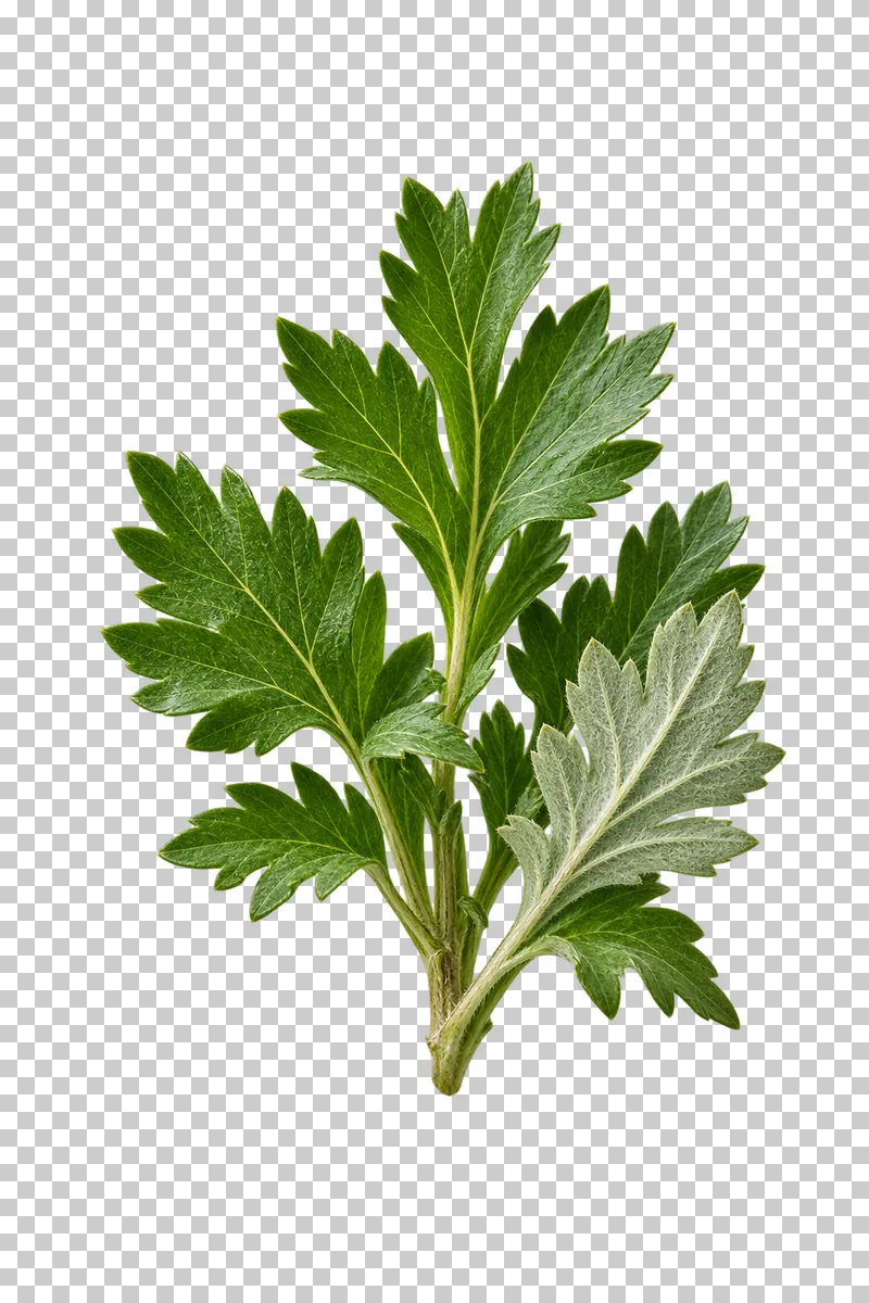 A mugwort sprig with lobed green leaves and a pale underside turned forward.