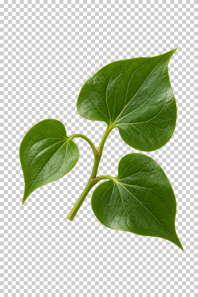A short heartleaf sprig with three pointed heart-shaped green leaves.