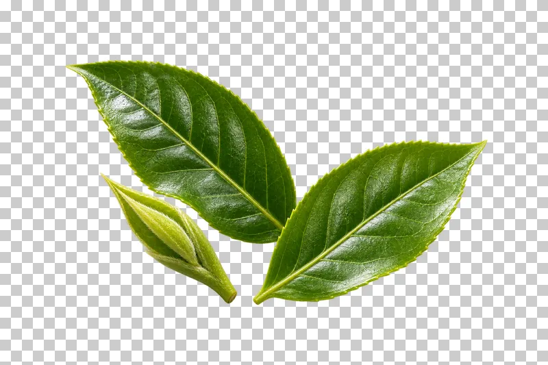Two detached serrated green tea leaves beside one tender leaf bud.