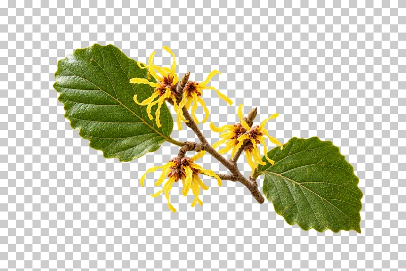 A witch hazel twig with yellow ribbon-shaped flowers and two textured green leaves.
