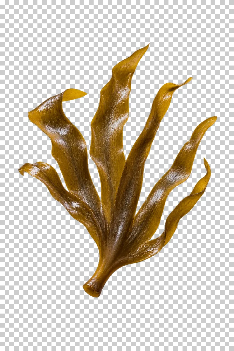 A brown digitate kelp blade with several long divided fingers and a short stipe.