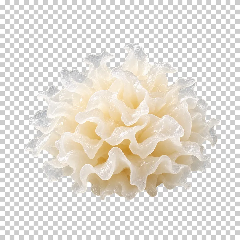 A white snow mushroom cluster with smooth wavy gelatinous folds.