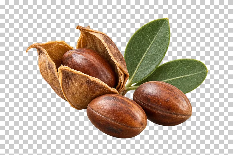 An open dry jojoba capsule, two loose brown seeds and two grey-green leaves.