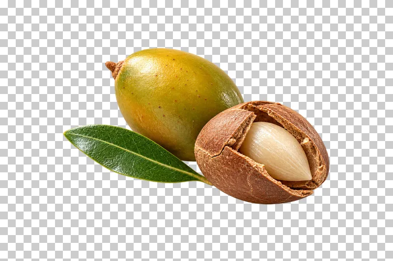 An oval yellow-green argan fruit, a cracked brown stone with a pale kernel and a leaf.