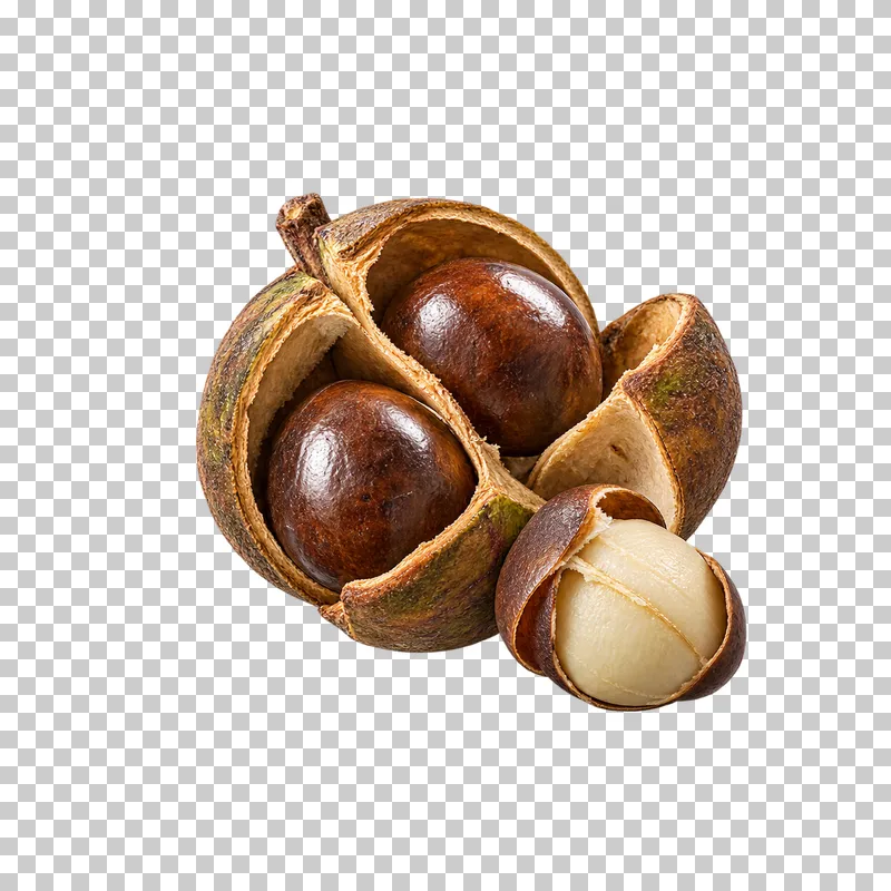 An open woody camellia capsule with brown seeds and a pale exposed kernel.