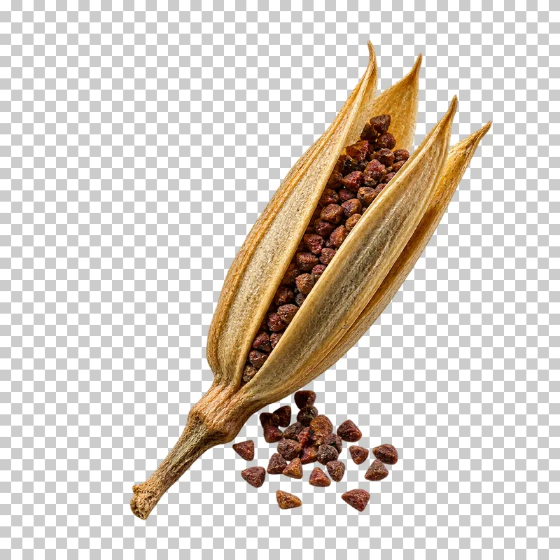 An open dry evening primrose capsule containing small brown seeds beside a loose seed group.