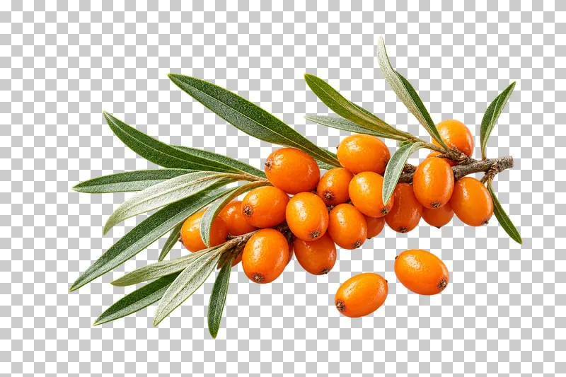 A sea buckthorn twig with orange berries, narrow silvery-green leaves and two loose berries.