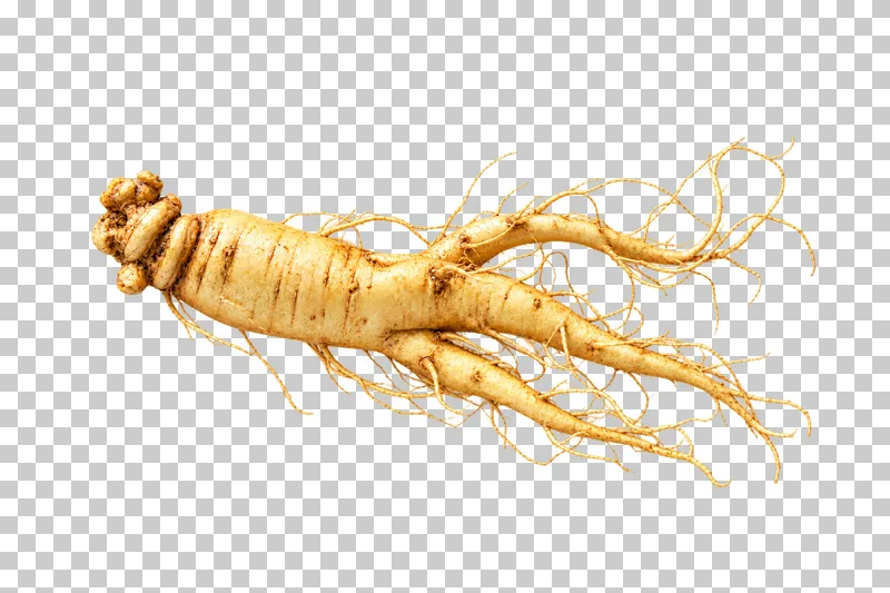 A tan ginseng root with a knobby crown, branched roots and fine rootlets.