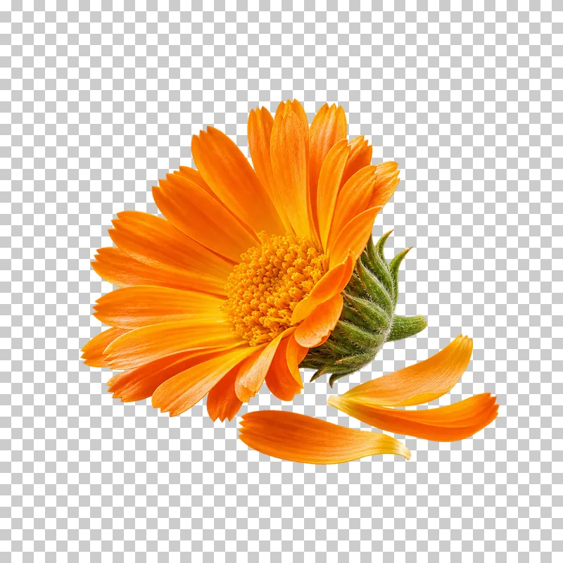 An orange calendula flower head with green bracts and three loose petals.
