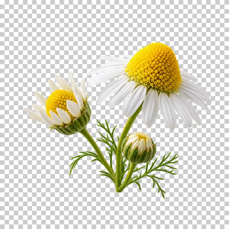 Chamomile buds and white flower heads with yellow centers, short stems and divided leaves.