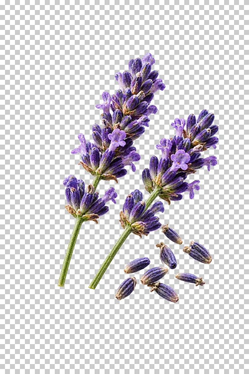 Two purple English-lavender spikes beside a group of loose dried buds.
