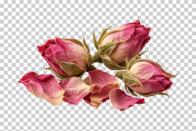 Three dried pink Damask rose buds with sepals beside loose curled petals.