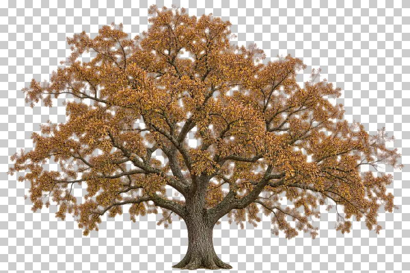 A broad oak-type tree with a short rough trunk, spreading branches and thinning russet autumn leaves.