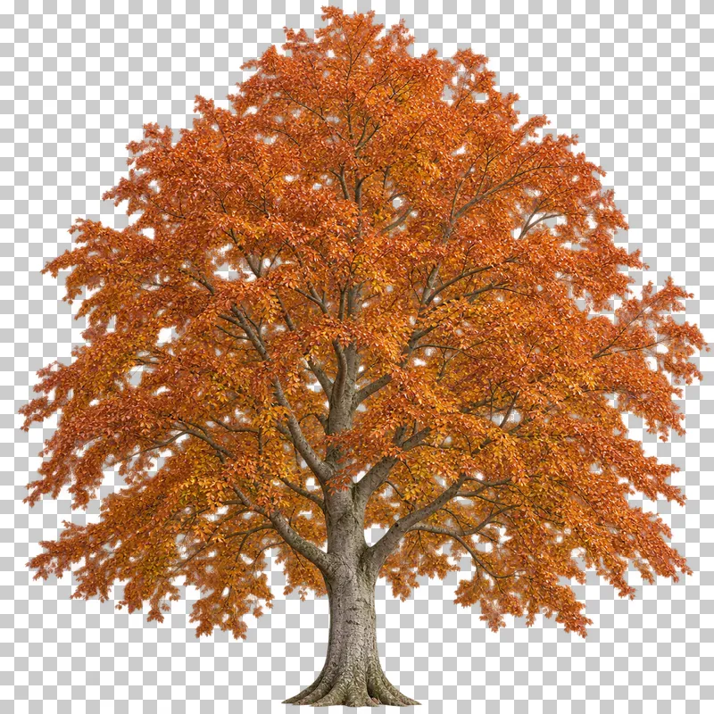 A full rounded beech-type tree with smooth gray limbs and copper-orange foliage.