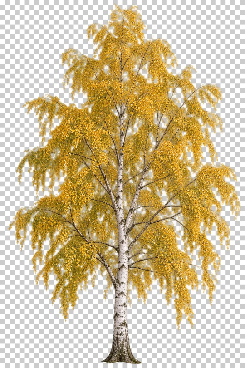 An airy golden silver birch with pale bark and drooping leaf-bearing twigs.