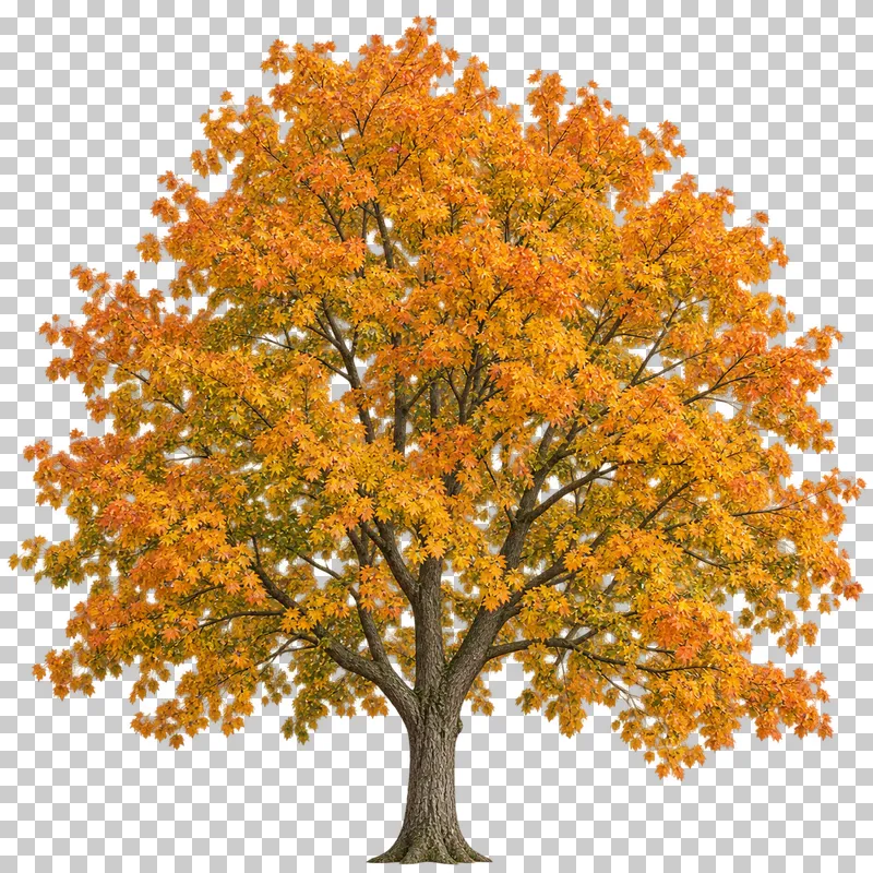 A rounded Norway maple-type tree with mixed golden and orange lobed autumn leaves.