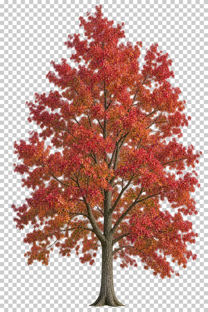An upright sweetgum-type tree with red, burgundy and orange pointed leaves.