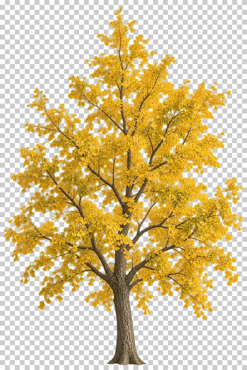An open upright ginkgo-type tree with golden fan-shaped leaves and visible branches.